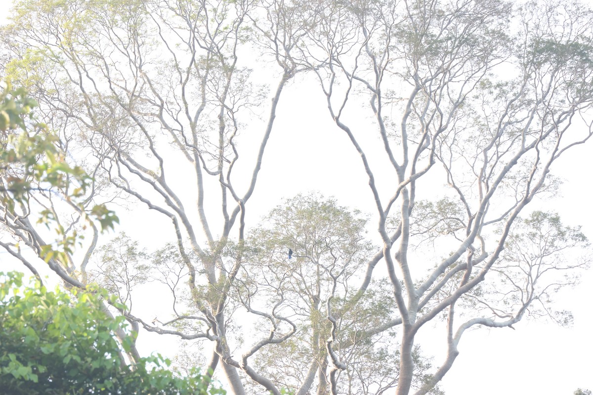 Asian Fairy-bluebird - ML637637289