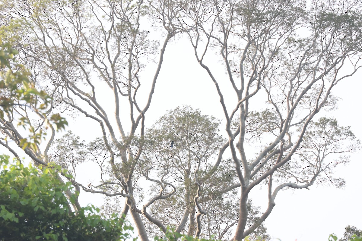 Asian Fairy-bluebird - ML637637290