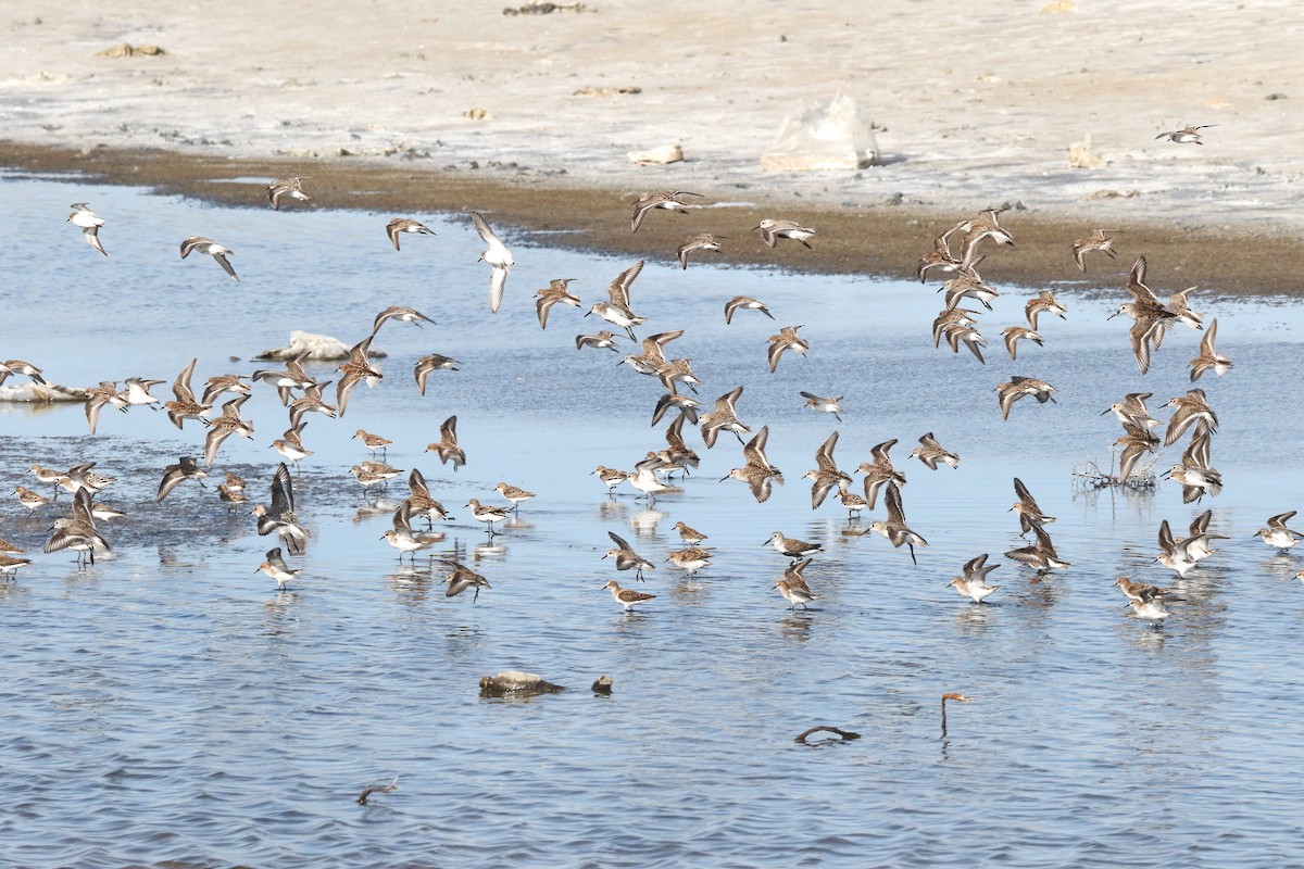 Little Stint - ML637637308