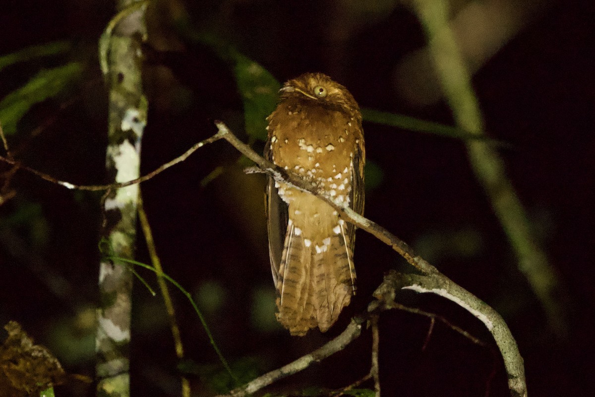 Rufous Potoo - ML637637318