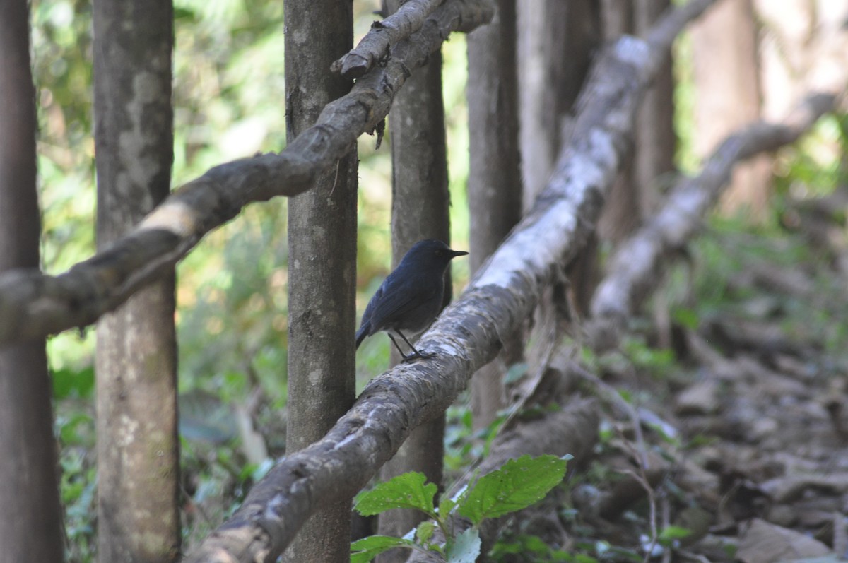 White-bellied Sholakili - ML637637334