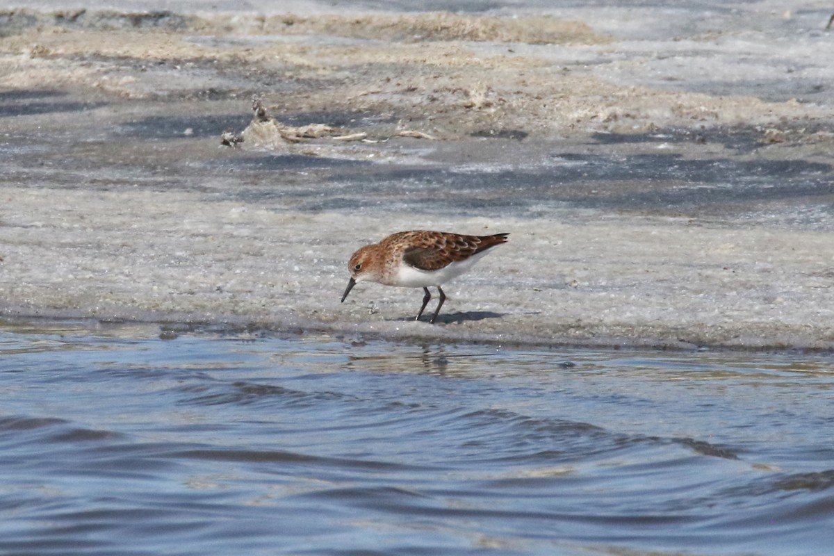 Little Stint - ML637637338