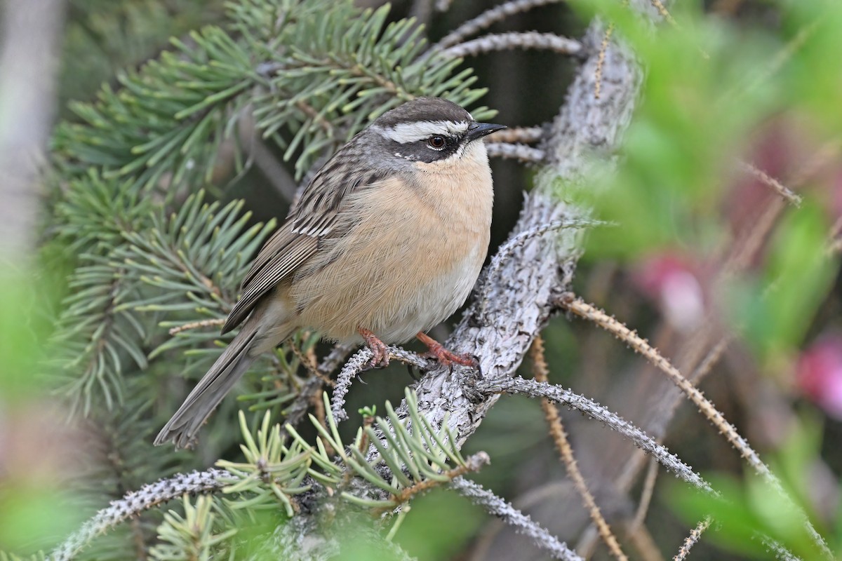 Brown Accentor - ML637637379