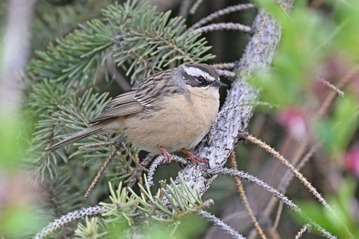 Brown Accentor - ML637637380