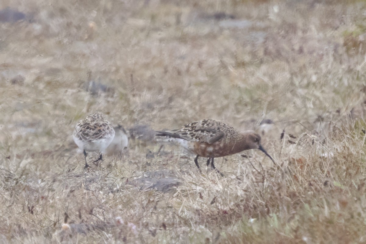 Curlew Sandpiper - ML637637387
