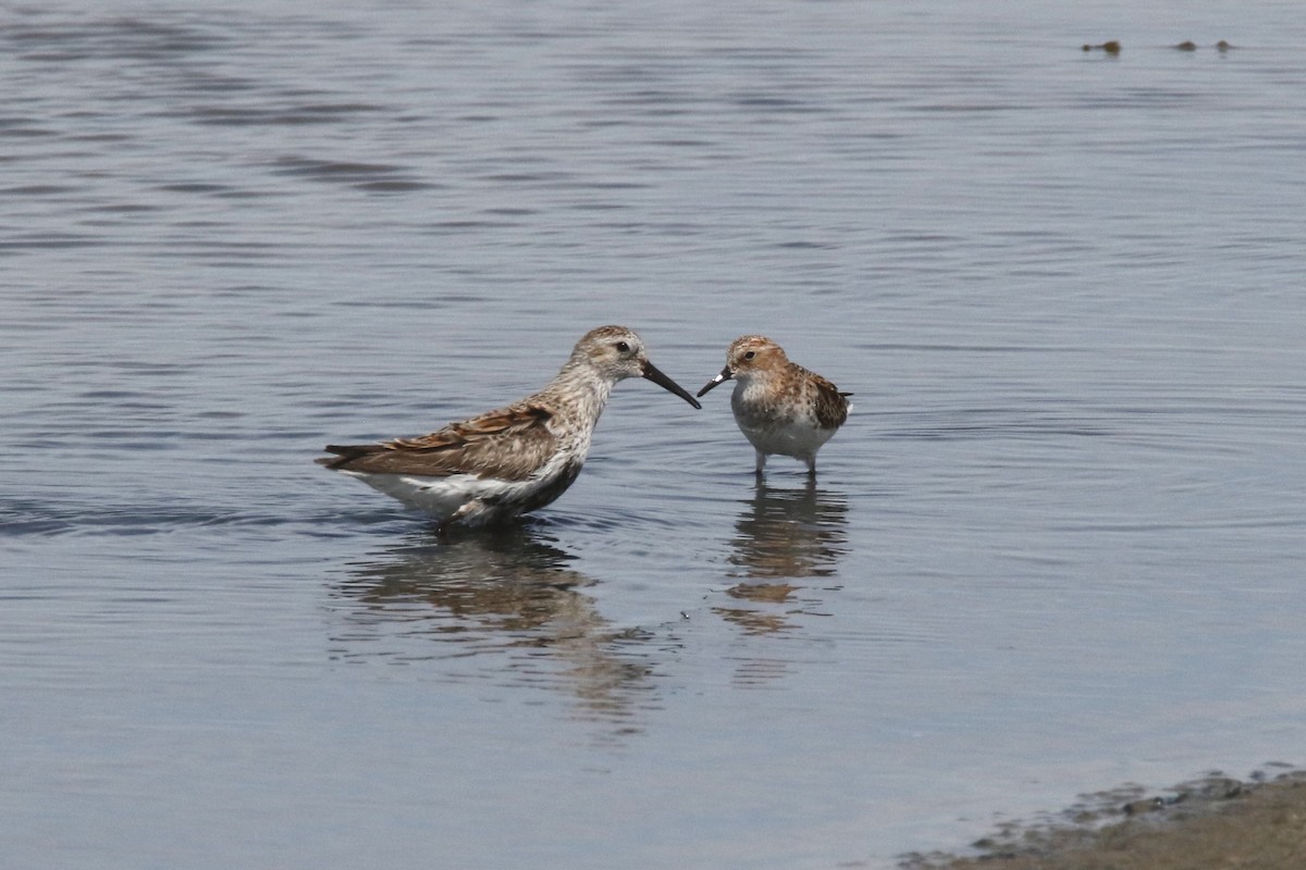 Little Stint - ML637637410