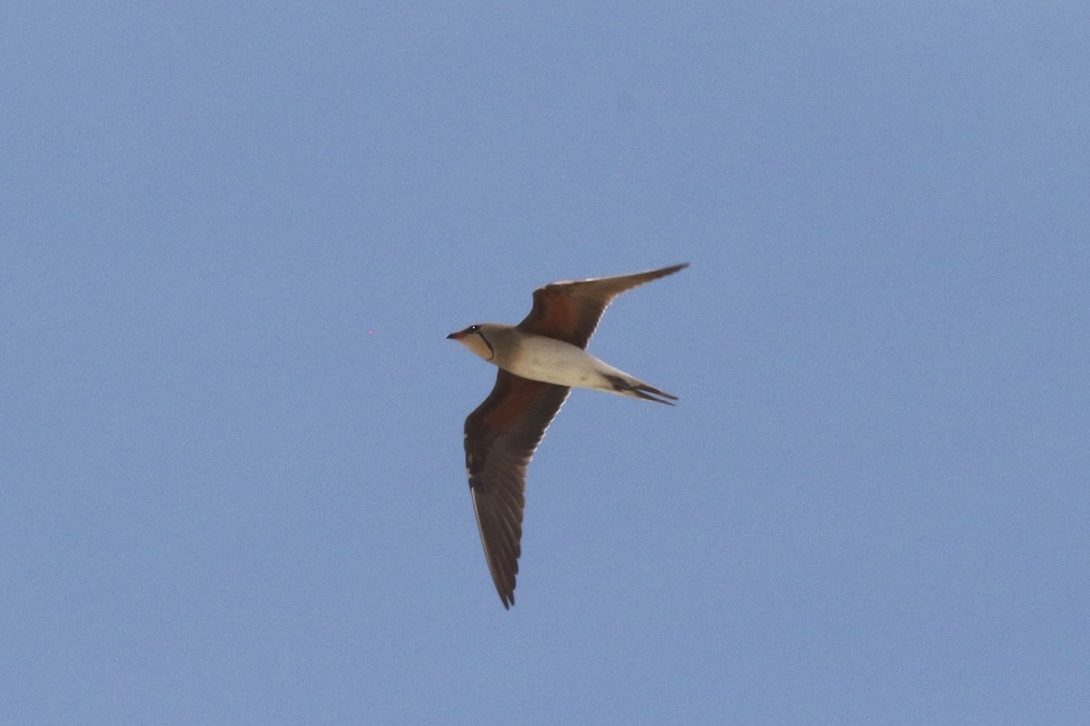 Collared Pratincole - ML637637510