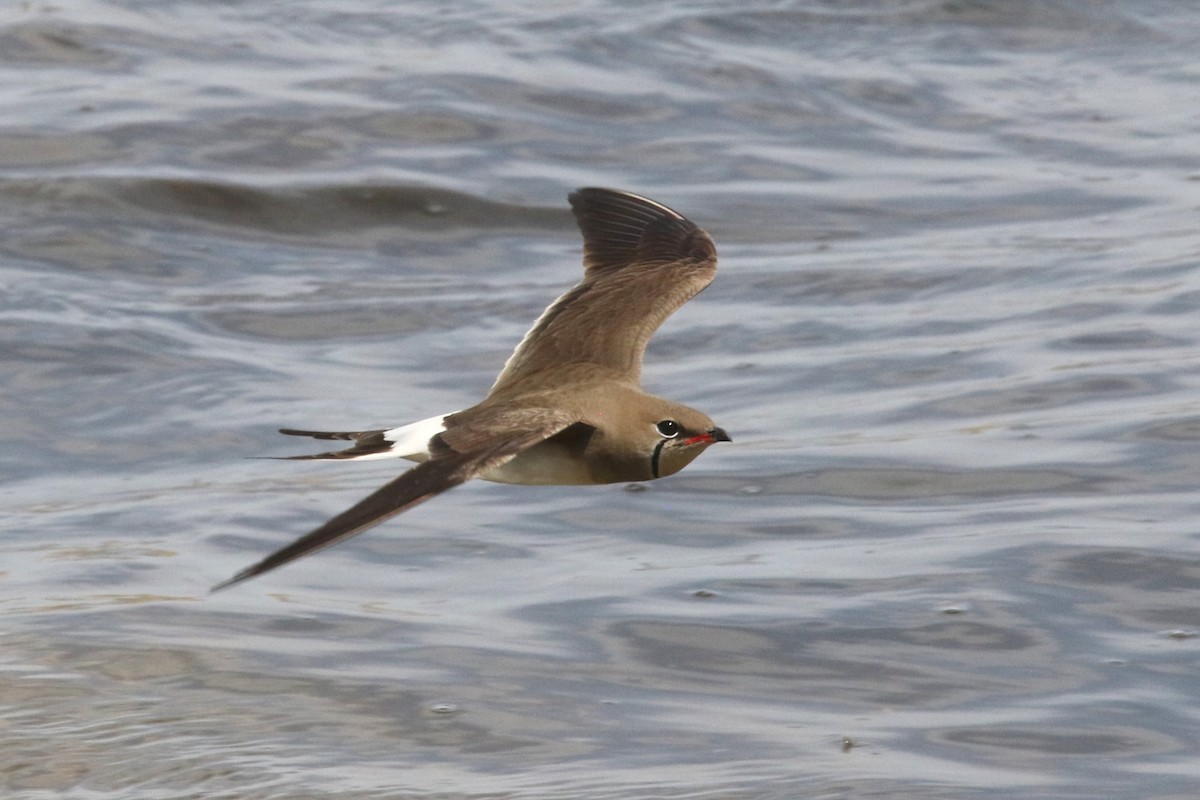 Collared Pratincole - ML637637511