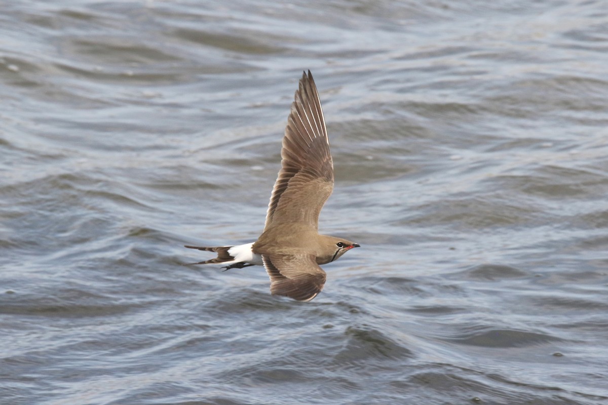 Collared Pratincole - ML637637512