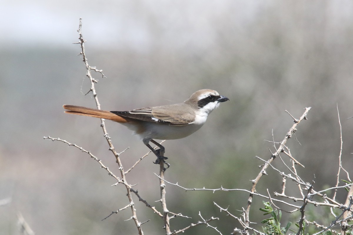 Red-tailed Shrike - ML637637555