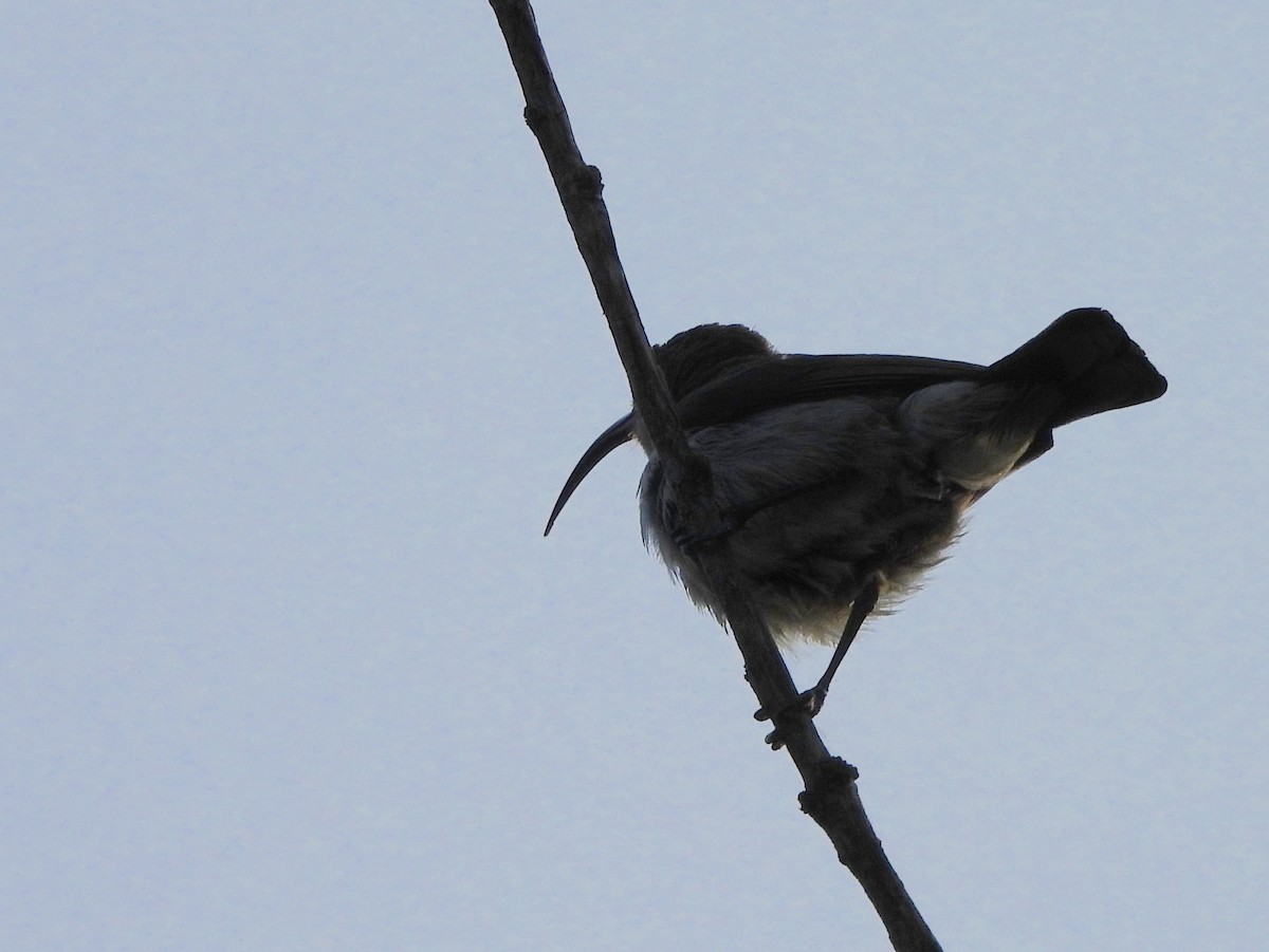 Loten's Sunbird - ML637637565