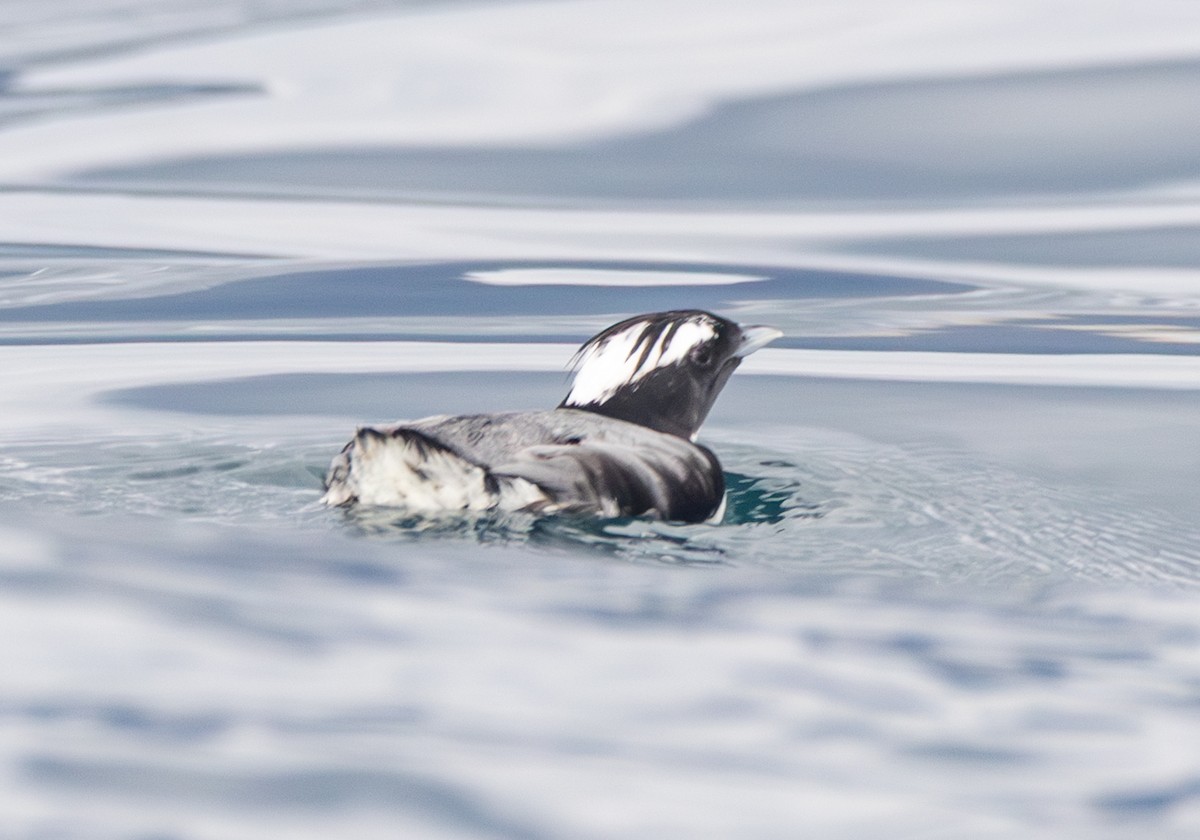 Japanese Murrelet - ML637637634