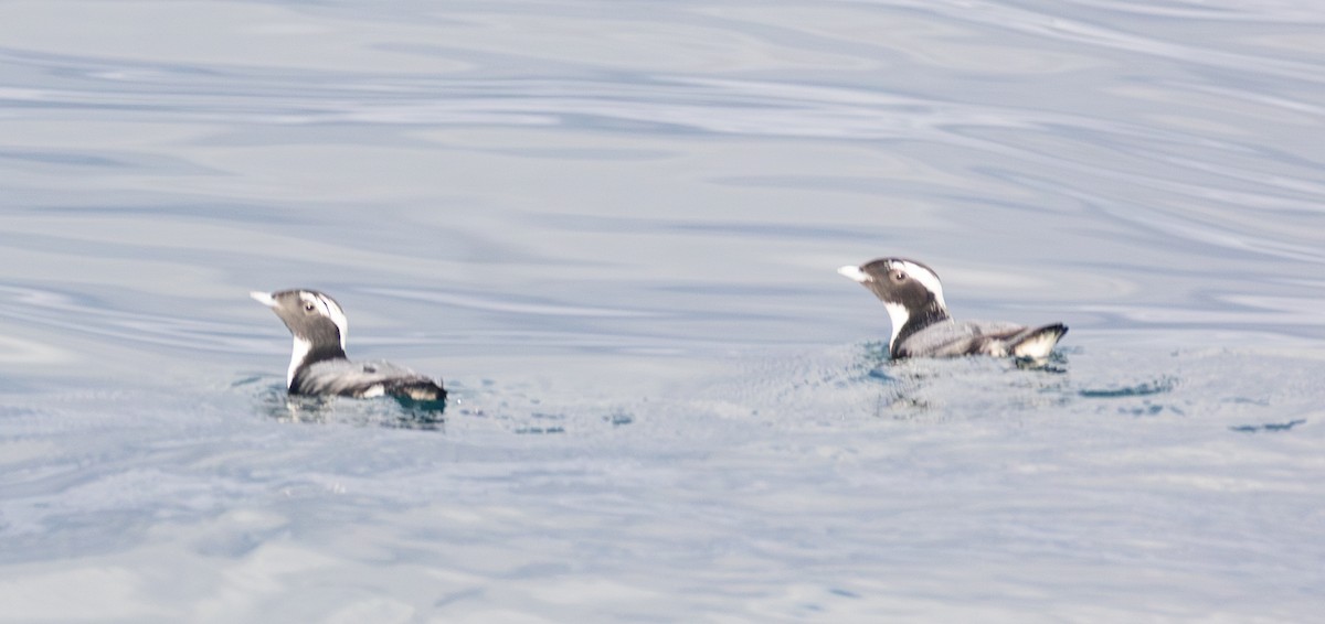 Japanese Murrelet - ML637637635