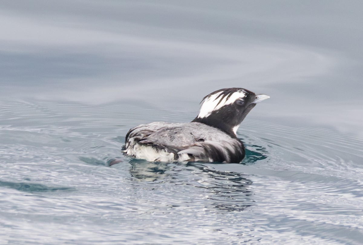 Japanese Murrelet - ML637637636