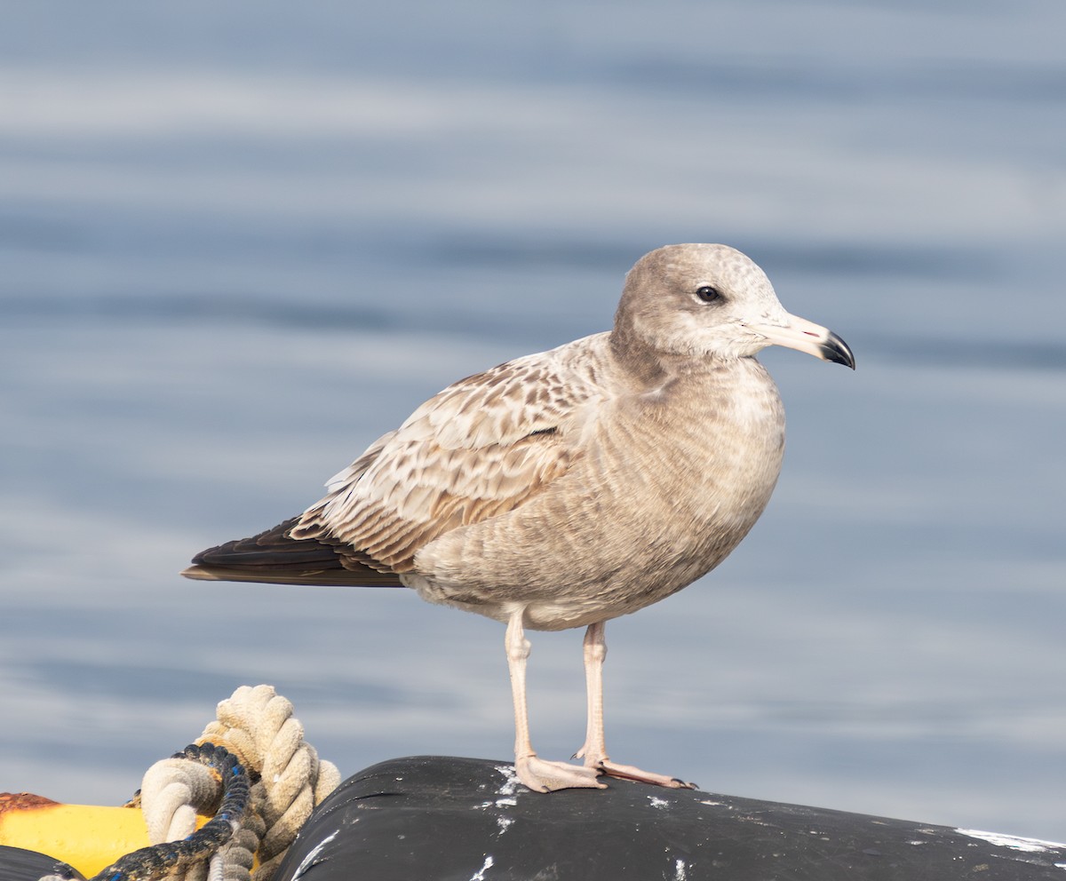 Black-tailed Gull - ML637637638