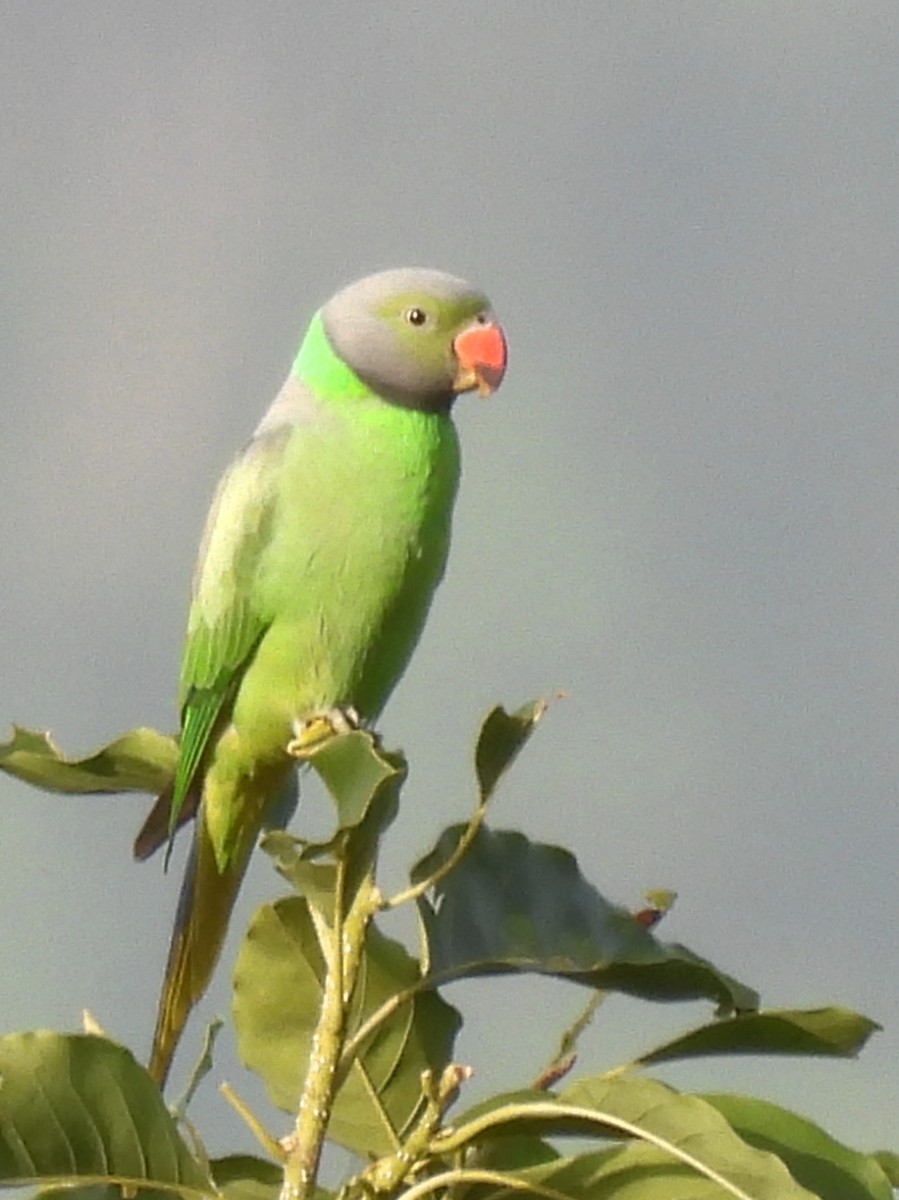 Layard's Parakeet - ML637637652