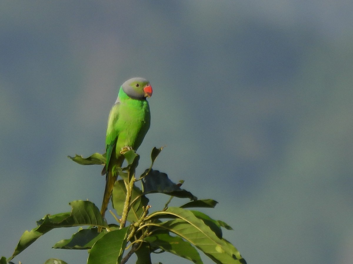 Layard's Parakeet - ML637637653