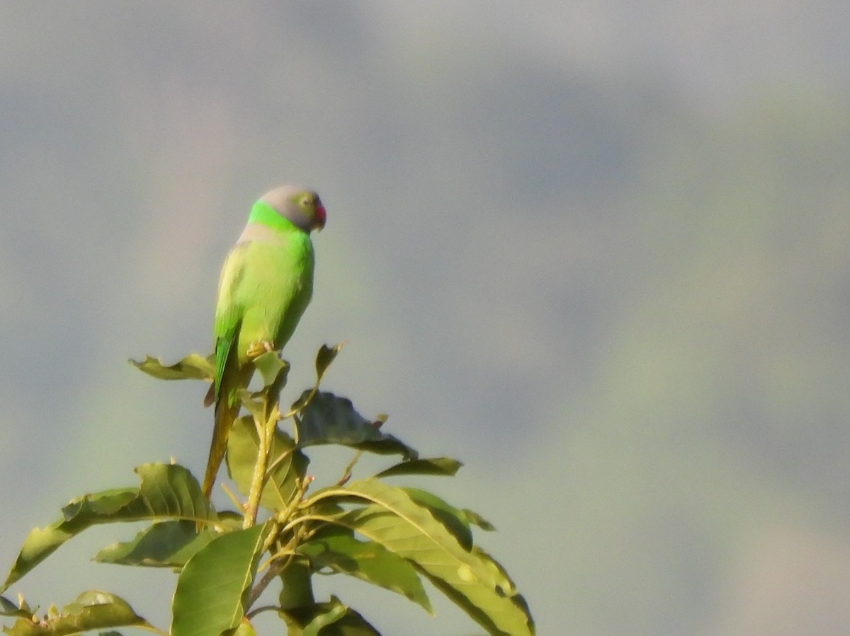 Layard's Parakeet - ML637637655