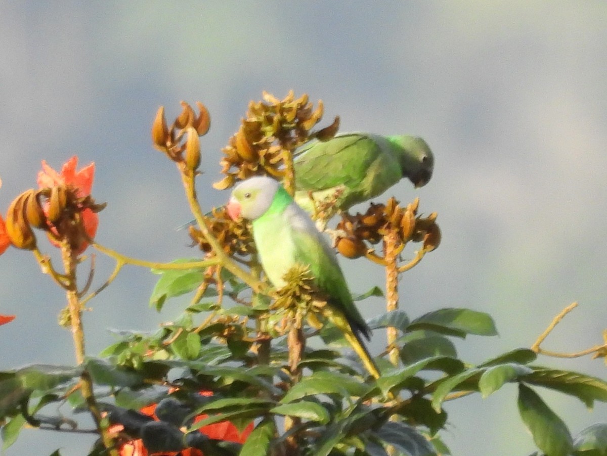 Layard's Parakeet - ML637637656