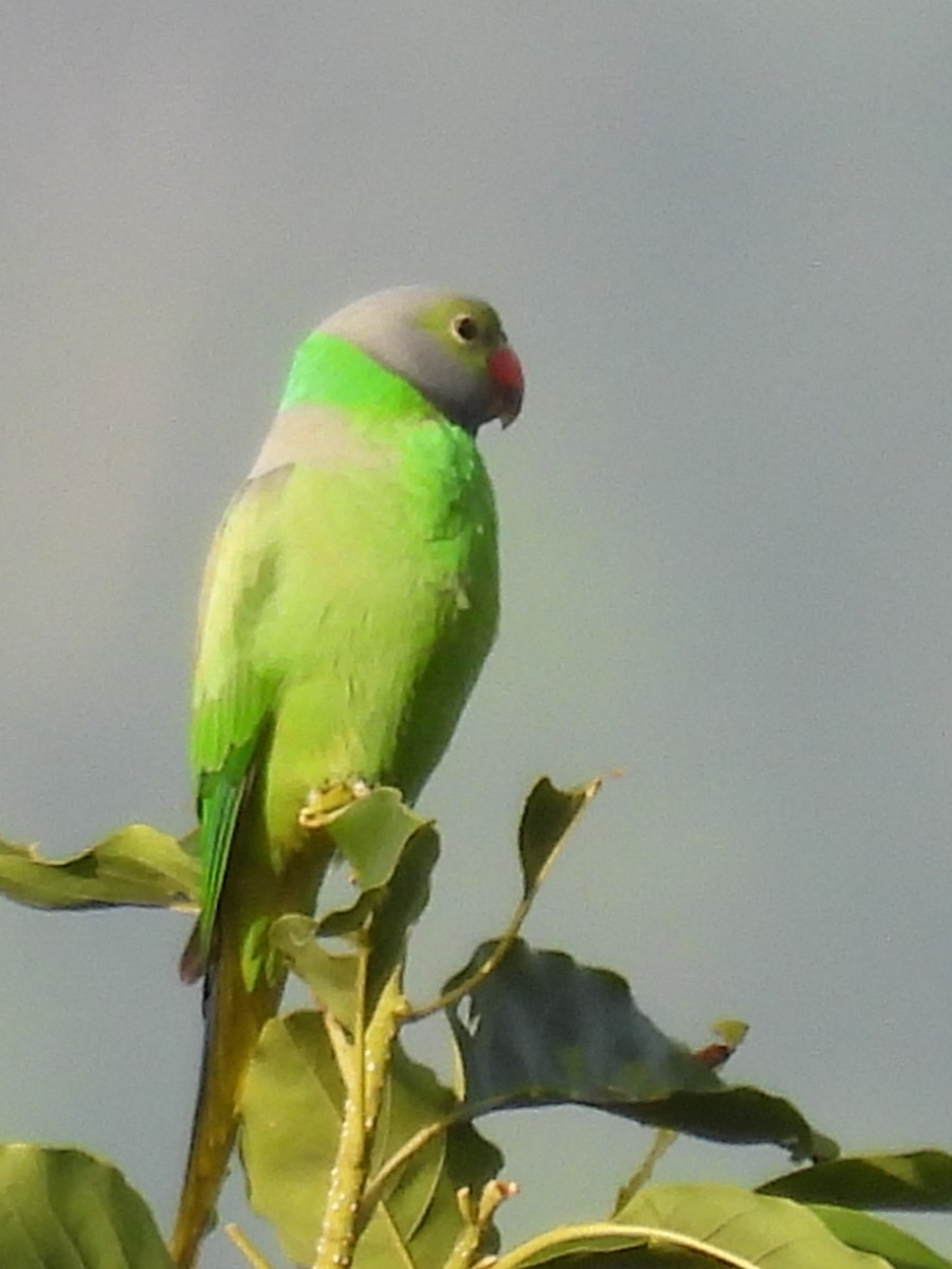Layard's Parakeet - ML637637657