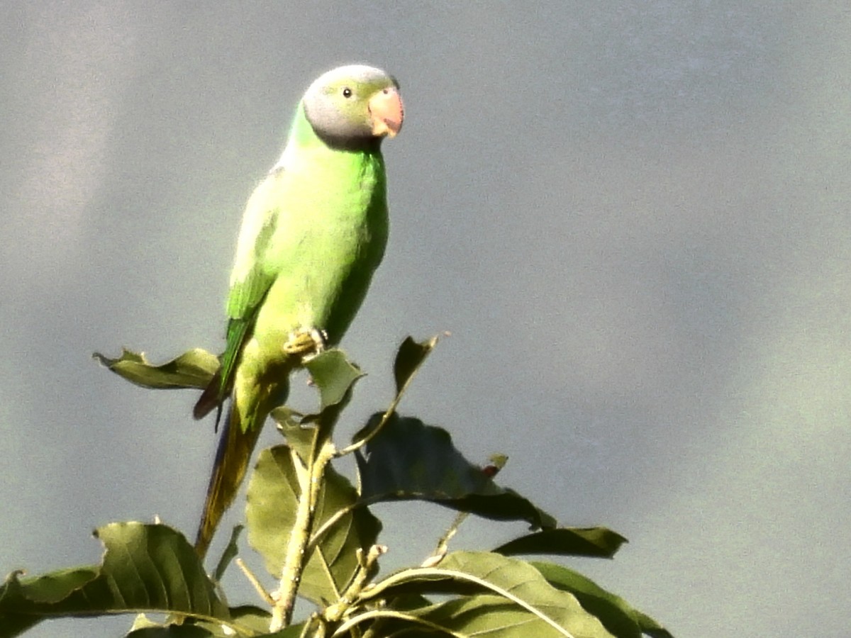 Layard's Parakeet - ML637637659