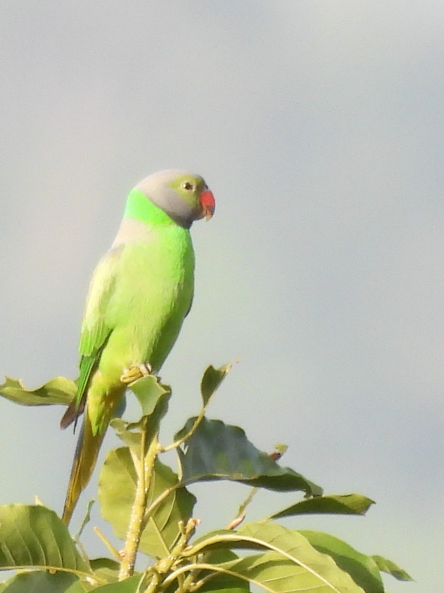Layard's Parakeet - ML637637660