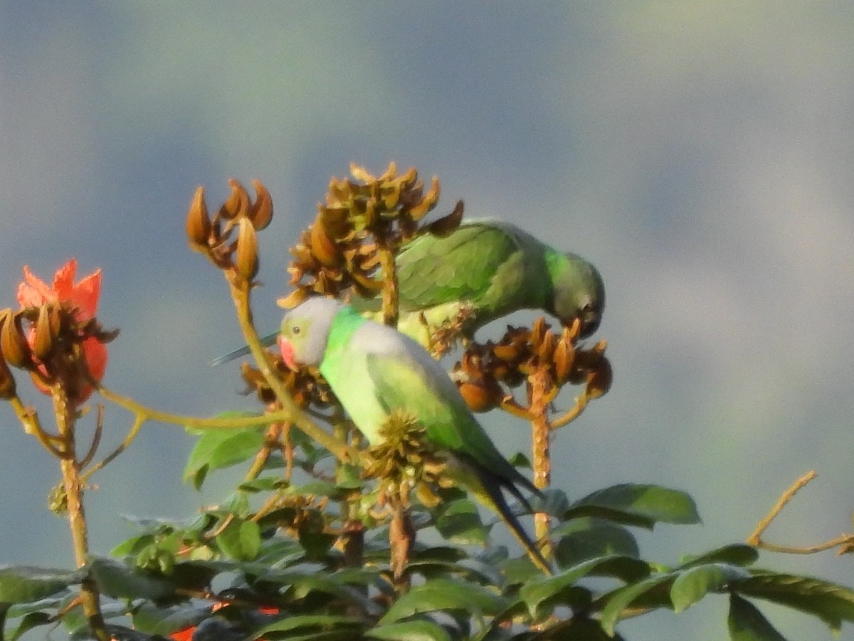 Layard's Parakeet - ML637637661