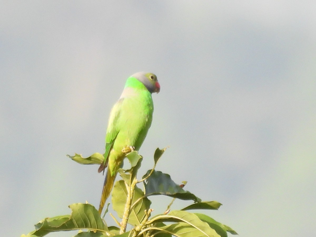 Layard's Parakeet - ML637637663