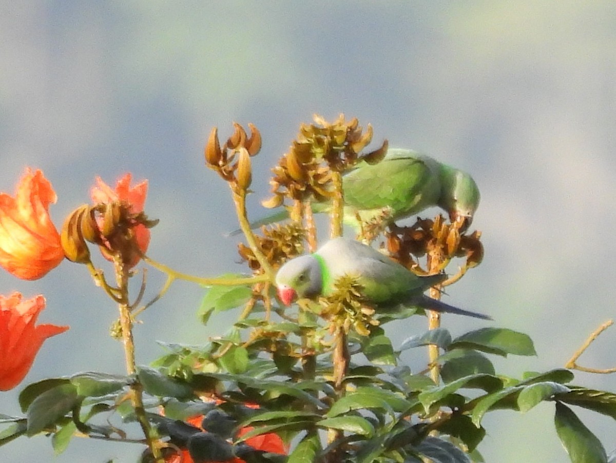 Layard's Parakeet - ML637637664