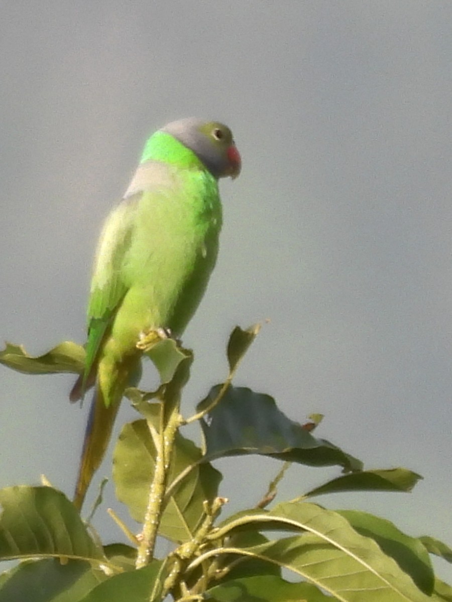 Layard's Parakeet - ML637637665