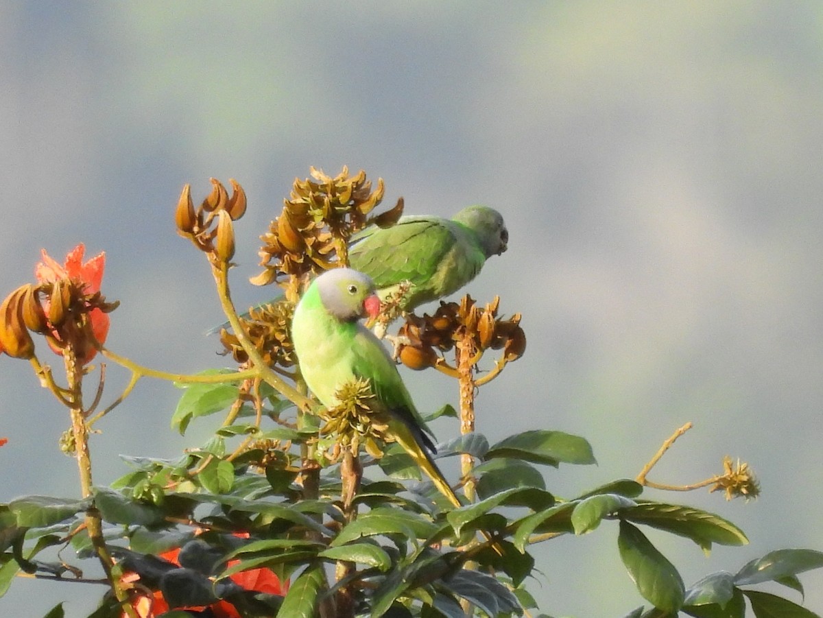 Layard's Parakeet - ML637637666