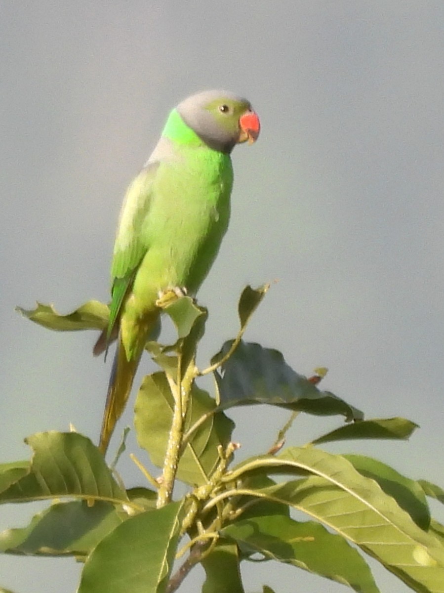 Layard's Parakeet - ML637637667