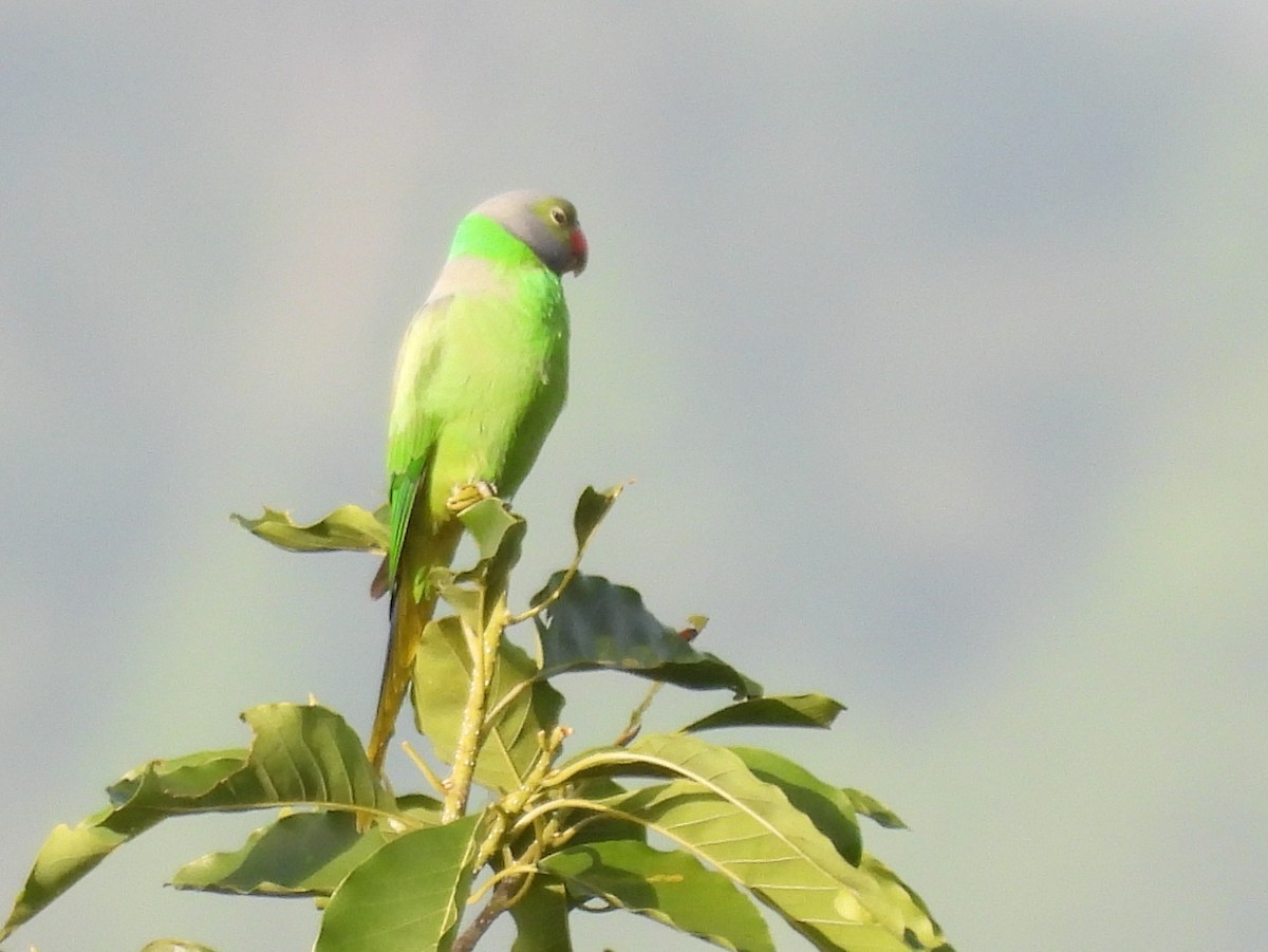 Layard's Parakeet - ML637637668