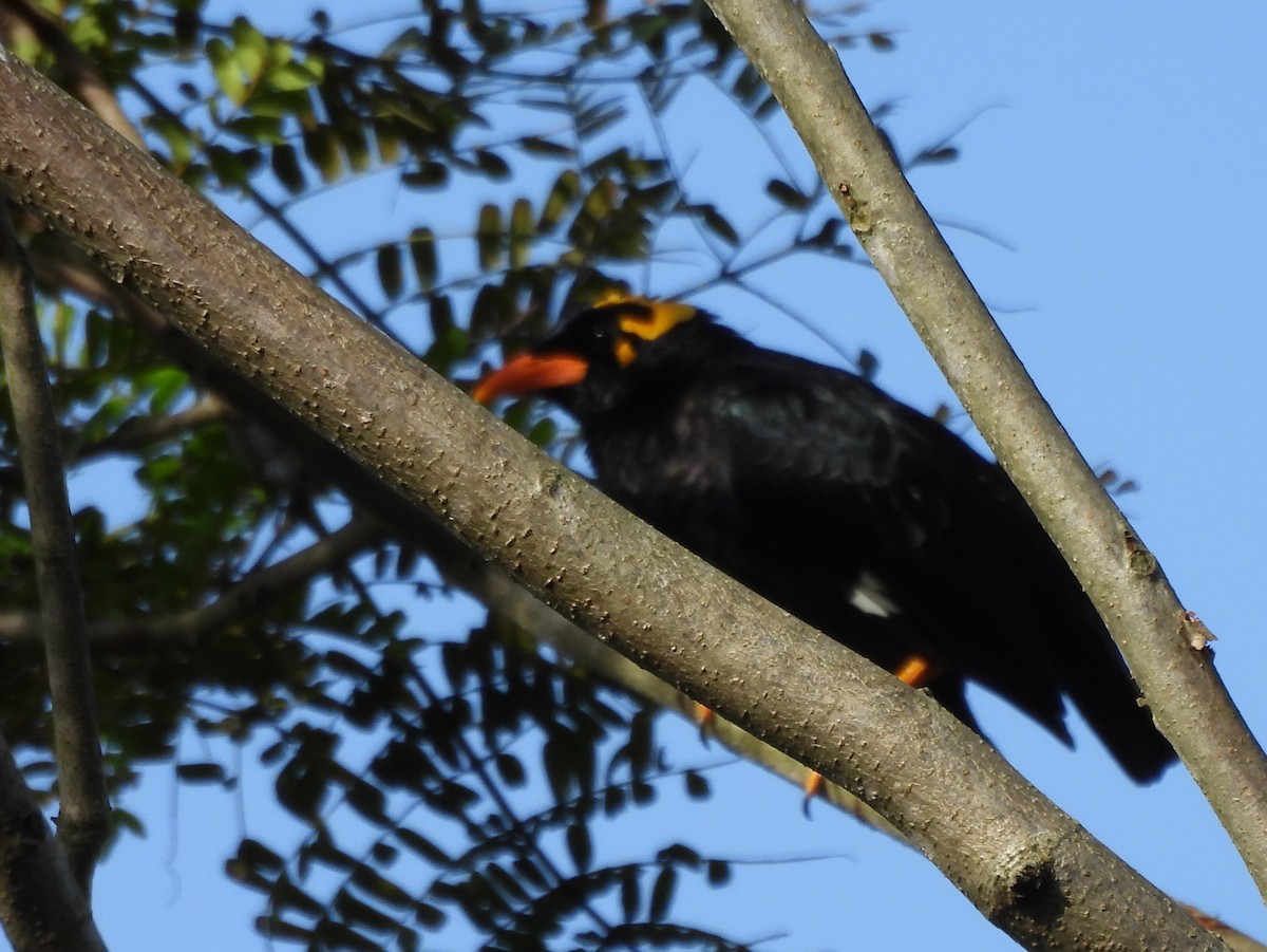 Southern Hill Myna - ML637637709