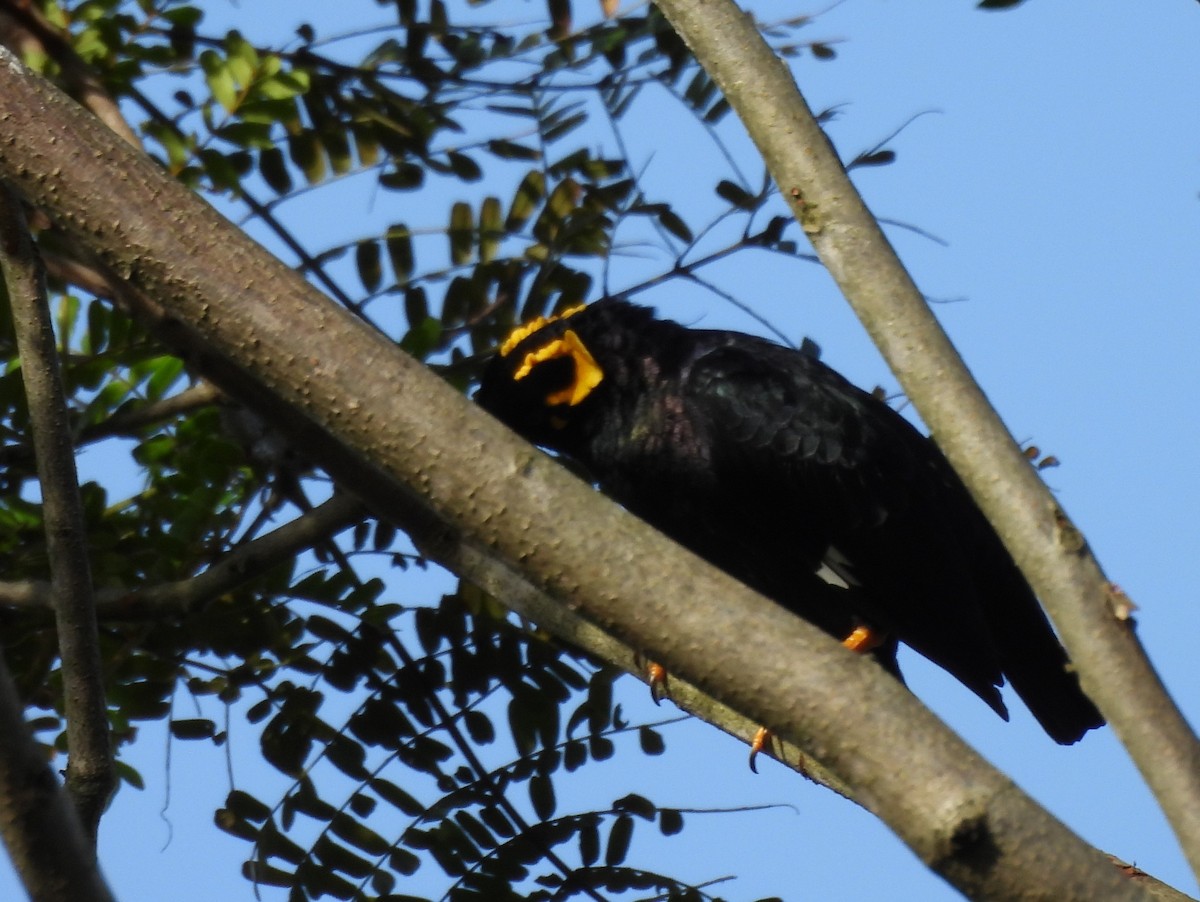 Southern Hill Myna - ML637637710