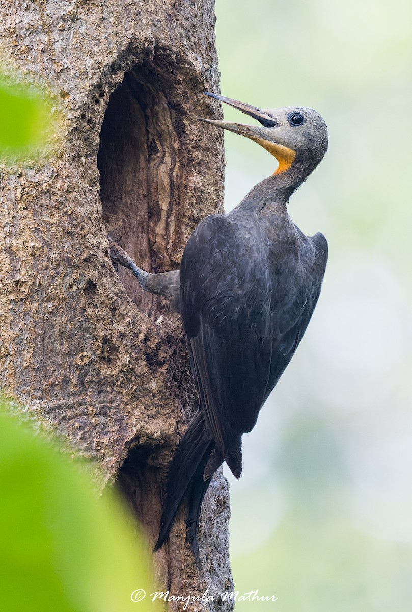 Great Slaty Woodpecker - ML637637744