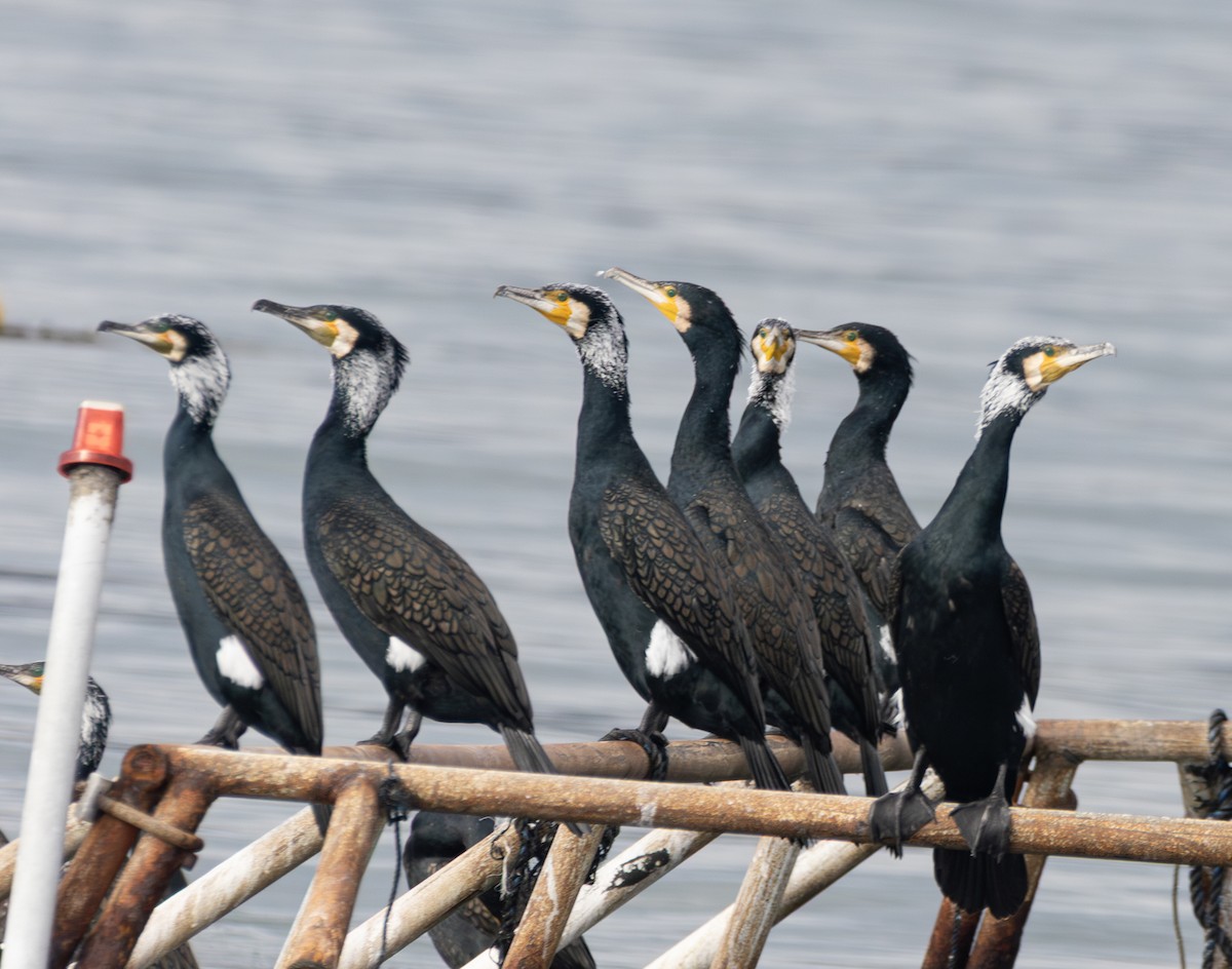Japanese Cormorant - ML637637764