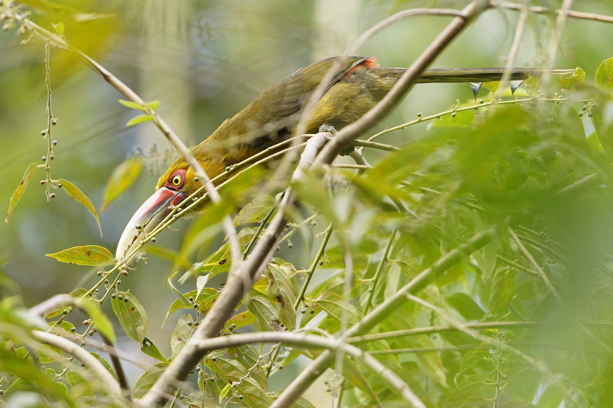 Saffron Toucanet - ML637637829