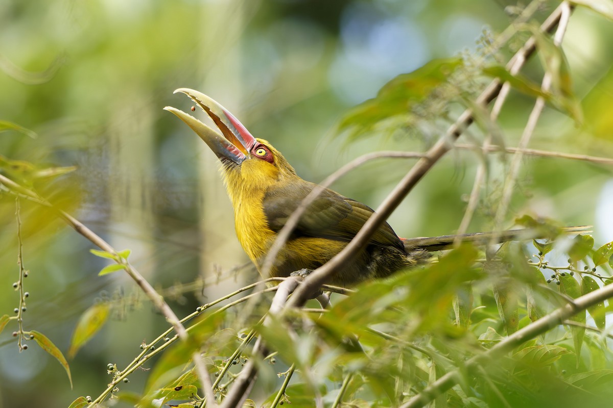 Saffron Toucanet - ML637637830
