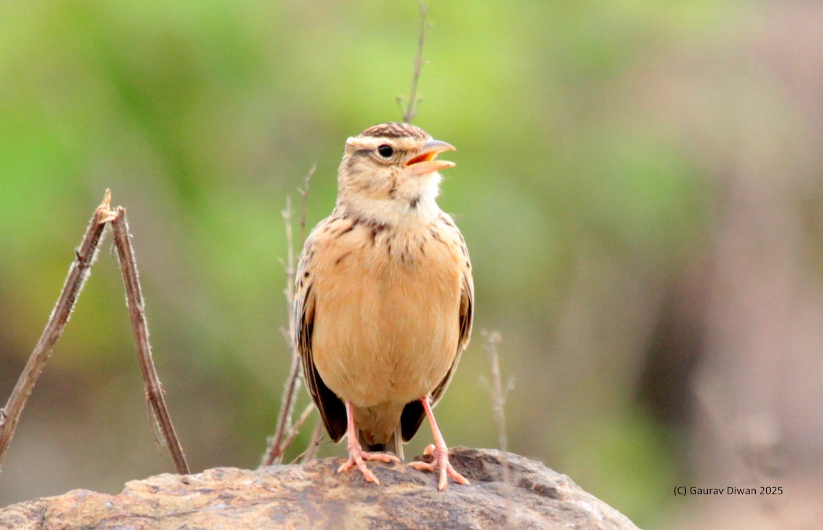 Tawny Lark - ML637637888
