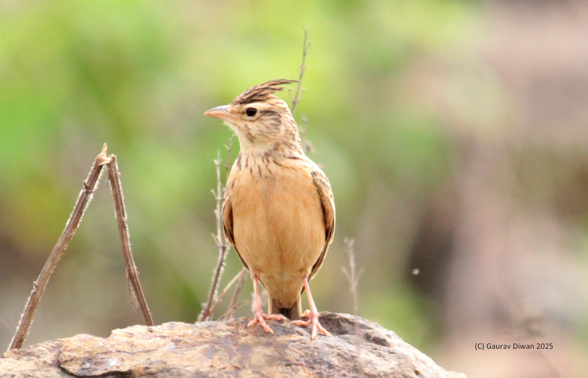 Tawny Lark - ML637637889