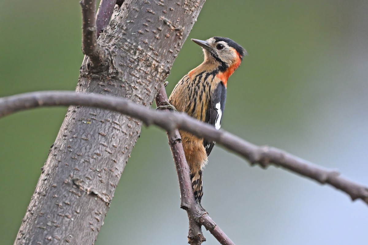 Crimson-naped Woodpecker - ML637637896