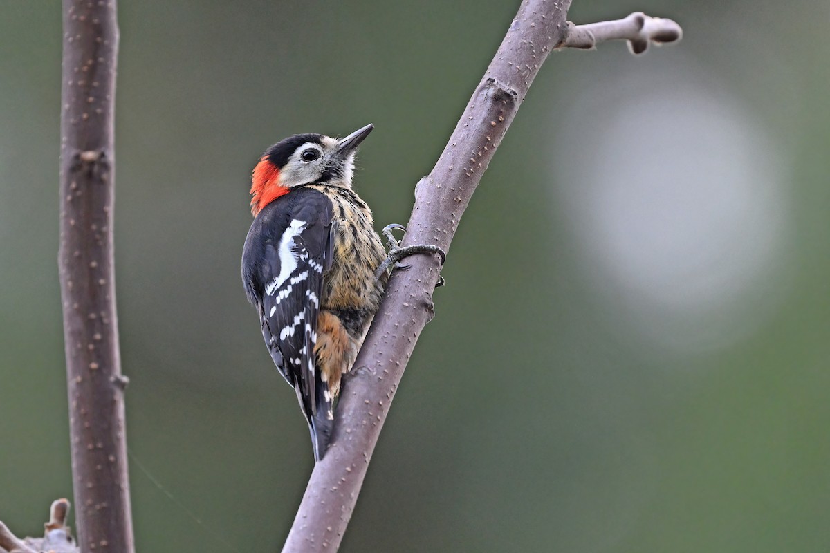 Crimson-naped Woodpecker - ML637637897