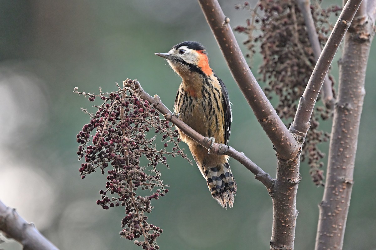 Crimson-naped Woodpecker - ML637637898