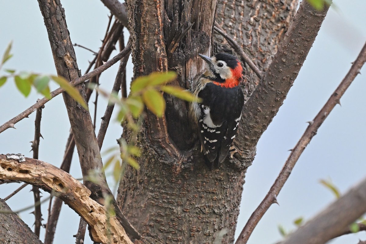 Crimson-naped Woodpecker - ML637637899