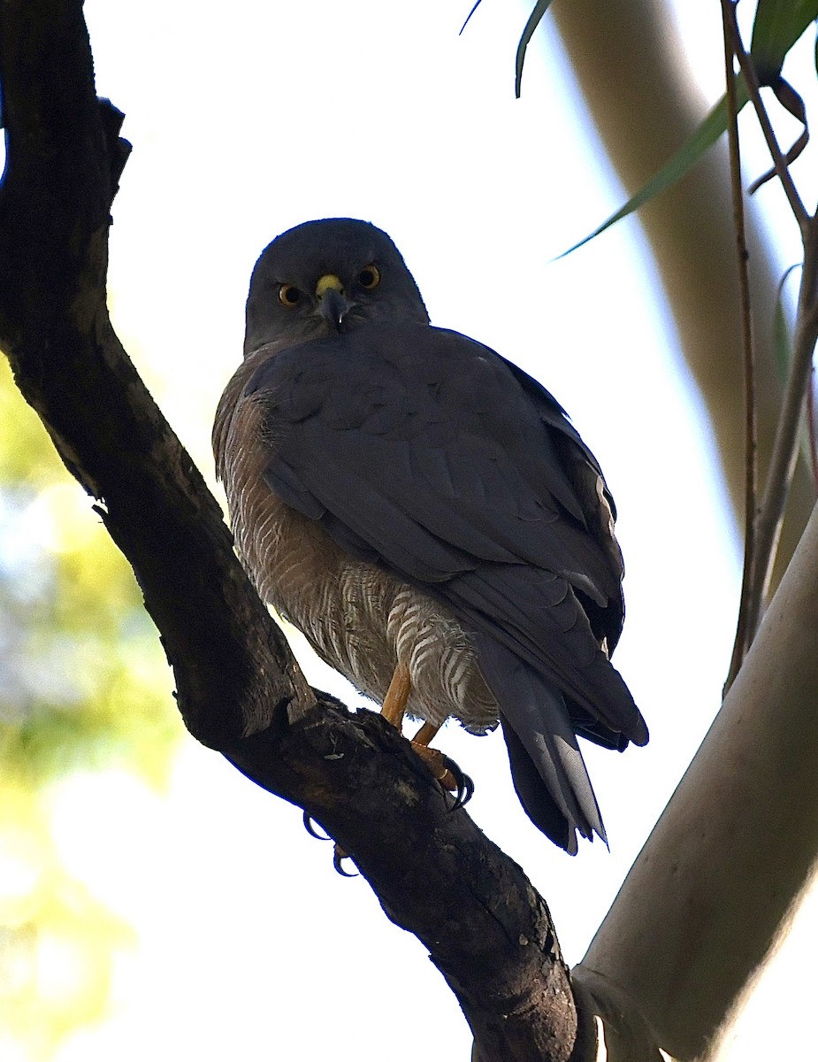 Brown Goshawk - ML637637929