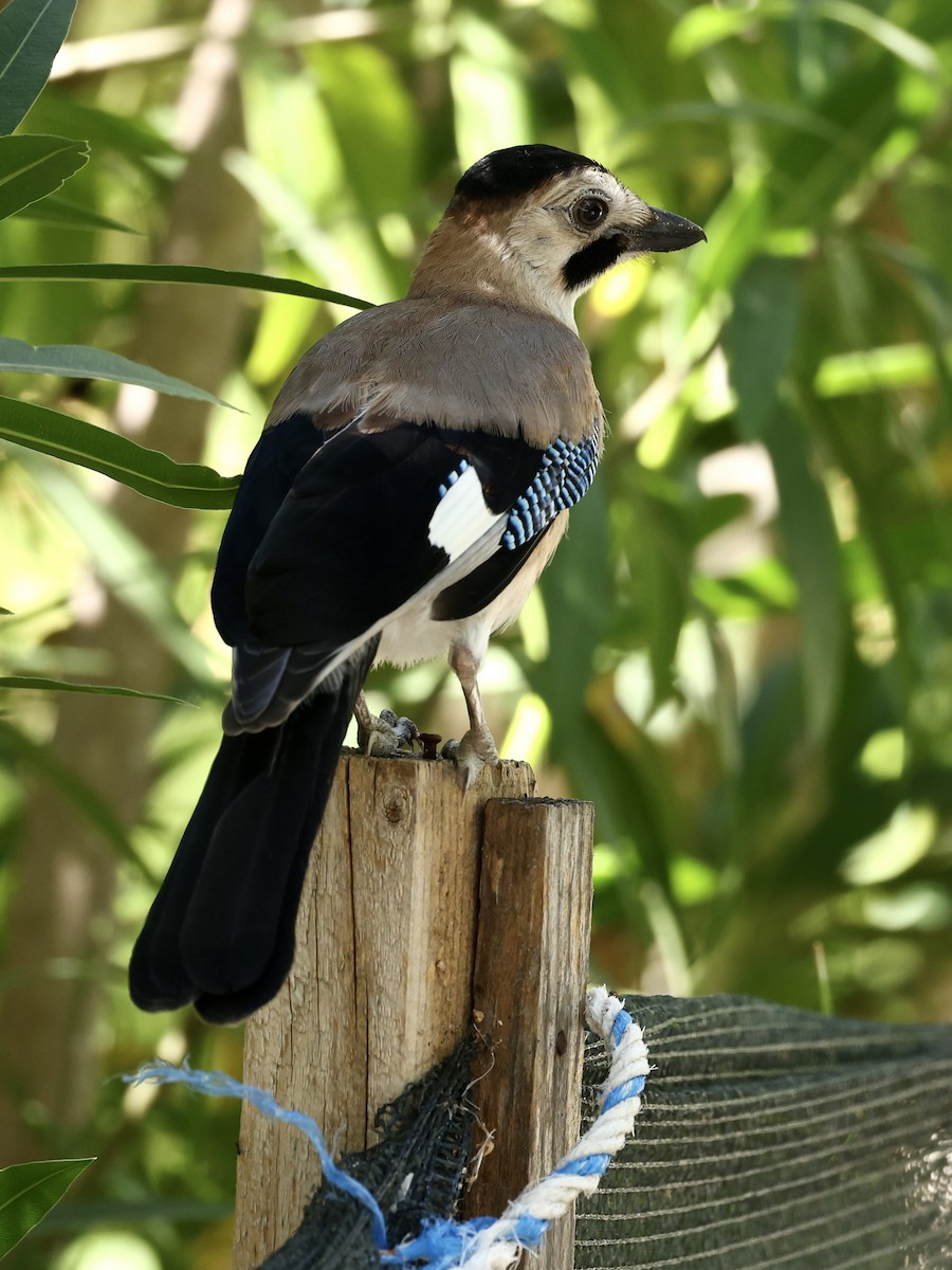 カケス（atricapillus グループ） - ML637637956