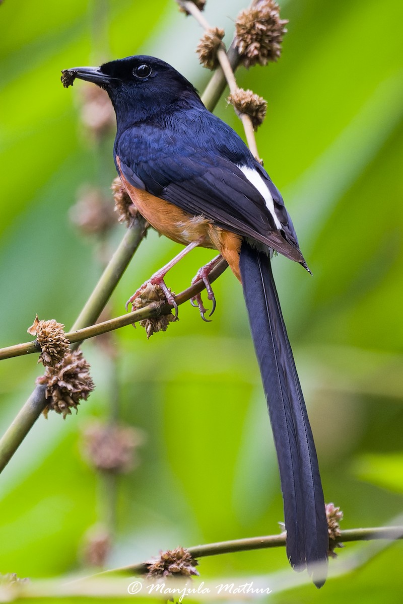 アカハラシキチョウ - ML637637957