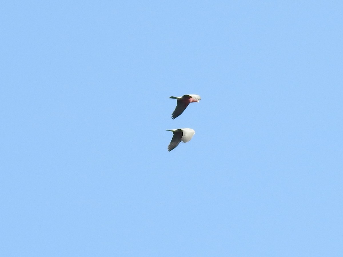 モモイロインコ - ML637637958