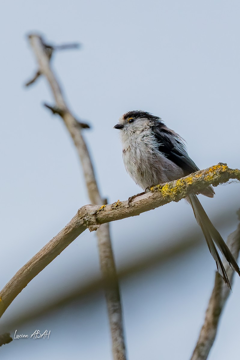 エナガ - ML637637962